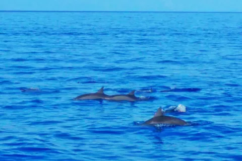 Dolphin Watching in Bohol Island