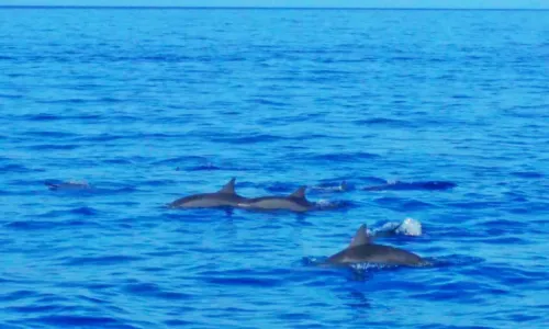 Dolphin Watching in Bohol Island