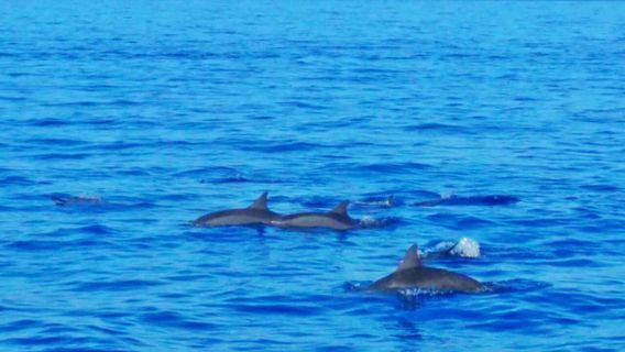 Dolphin Watching in Bohol Island