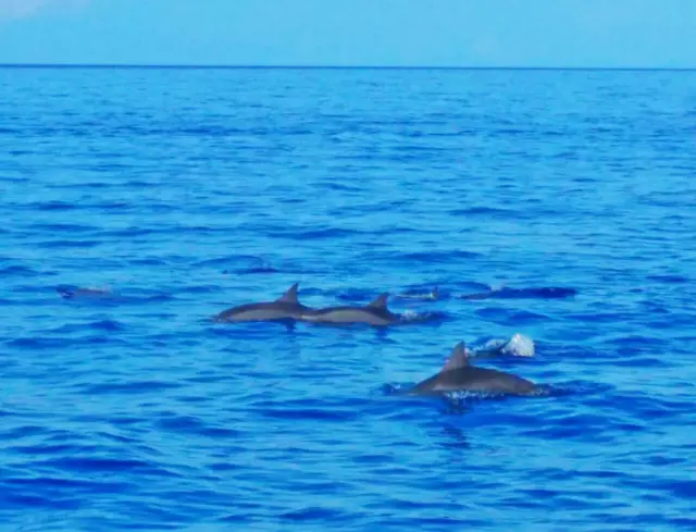 Dolphin Watching in Bohol Island