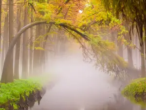 Lizhong Water Forest Park