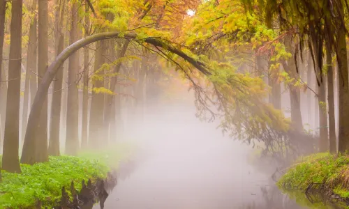Lizhong Water Forest Scenic Spot