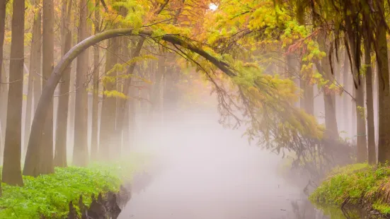 Lizhong Water Forest Park