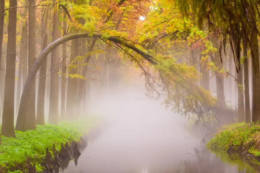 Lizhong Water Forest Park