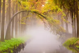 Lizhong Water Forest Scenic Spot