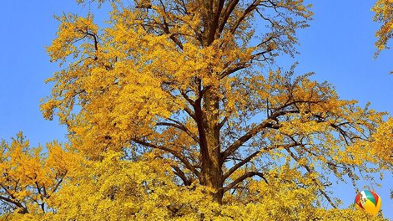 Ginkgo Viewing in Suizhou