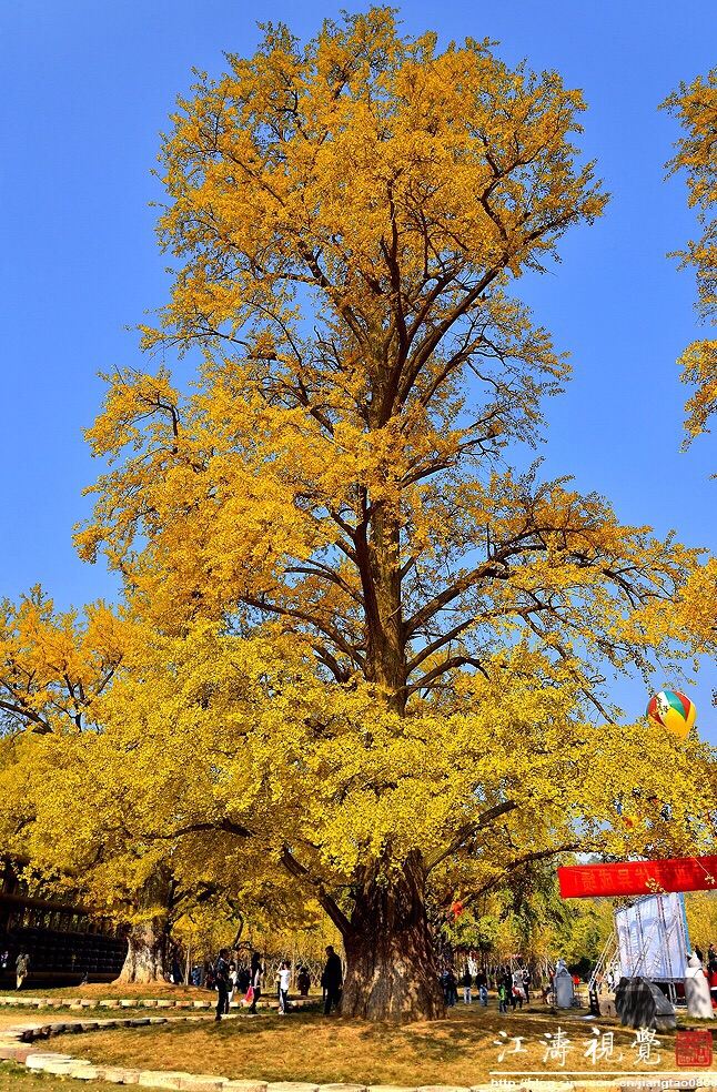 Ginkgo Viewing in Suizhou