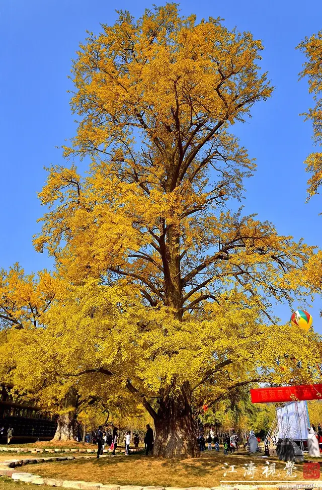 Ginkgo Trees in Suizhou