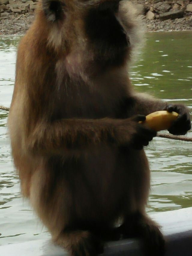 Mangrove Ecological Reserve