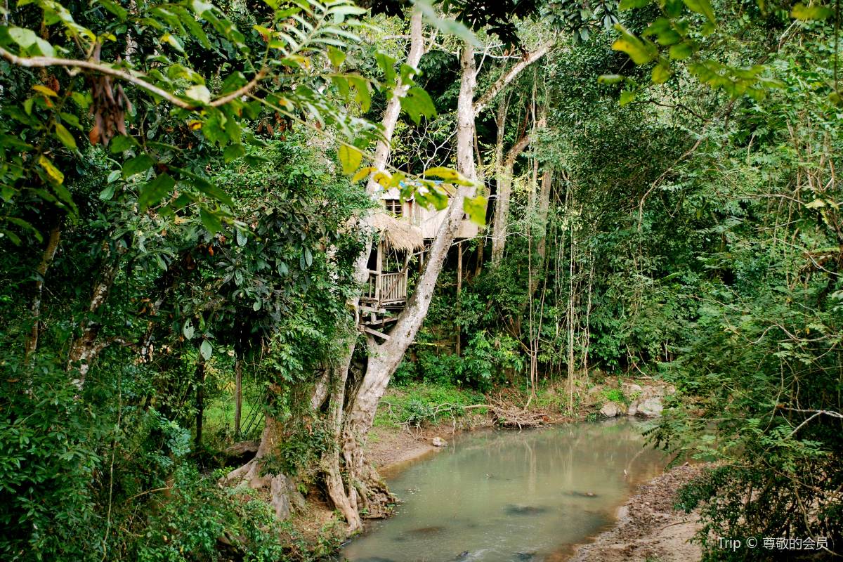 9. Discover the Tranquility of Tropical Rainforest