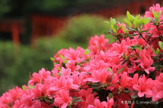 聖保羅 飛 井岡山