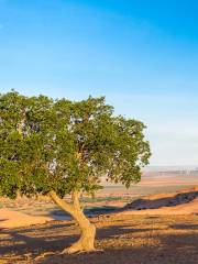 Qigan Desert Tourist Area