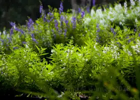 Lavender Cottage