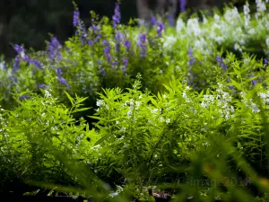 Lavender Cottage