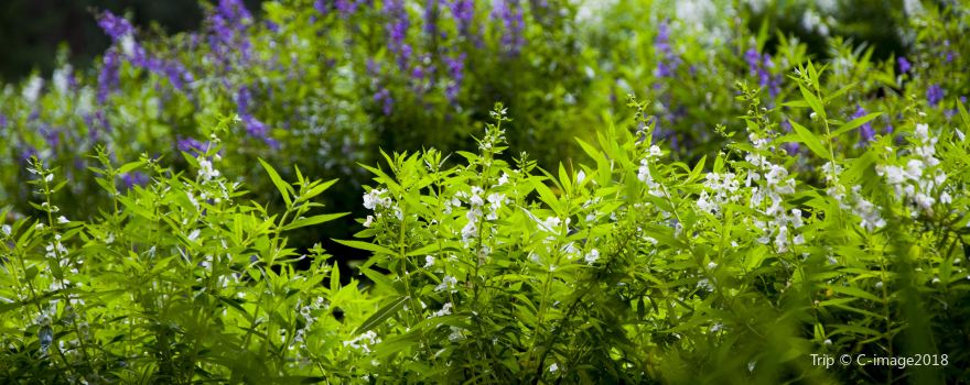 Lavender Forest(Taichung Xinshe)