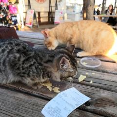 The Fujiya User Photo