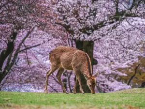 Top 9 Best Things to Do in Nara