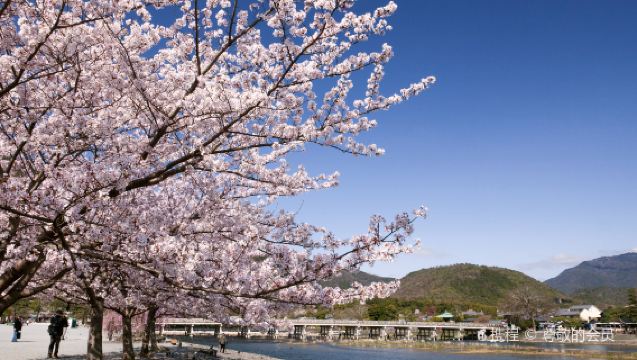日本京都三千院+嵐山一日遊【小眾深度遊丨京都嵐山嵯峨小火車】