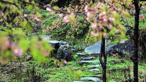 明月山花海原居櫻花山谷