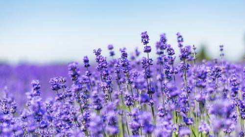 Princess Jieyou's Lavender Garden