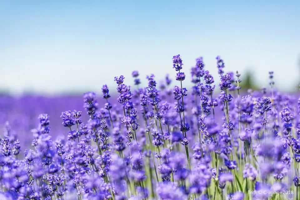 2_Princess Jieyou Lavender Garden
