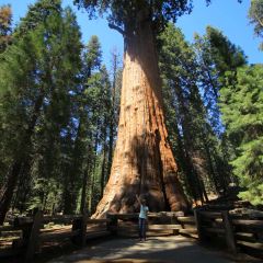ハンボルト レッドウッド国立公園 評判 案内 トリップドットコム ハンボルト レッドウッド国立公園 評判 案内 トリップドットコム