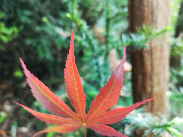 五洩風景區