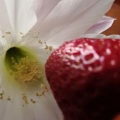 Toriryōri Tamahide User Photo