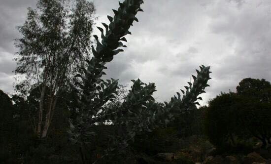 Australian National Botanic Gardens