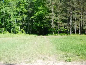 forêts nationales de Huron-Manistee