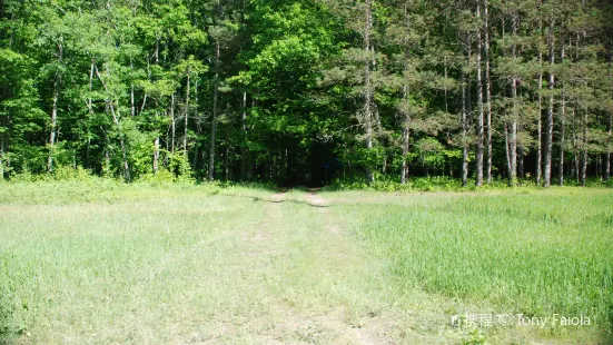 Huron-Manistee National Forests