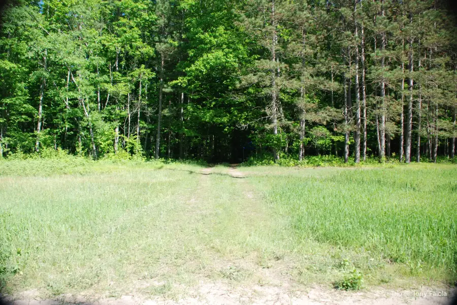 forêts nationales de Huron-Manistee