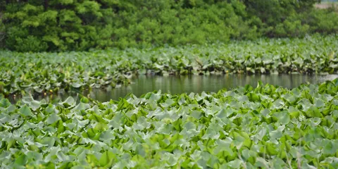 Troy Meadows Wetlands