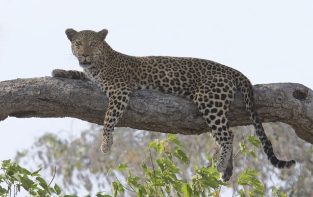 Gobatsaa Hill Leopard Rock