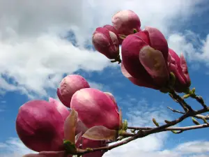 Magnolias of Aberdeen