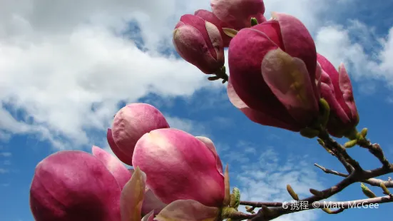 Magnolias of Aberdeen