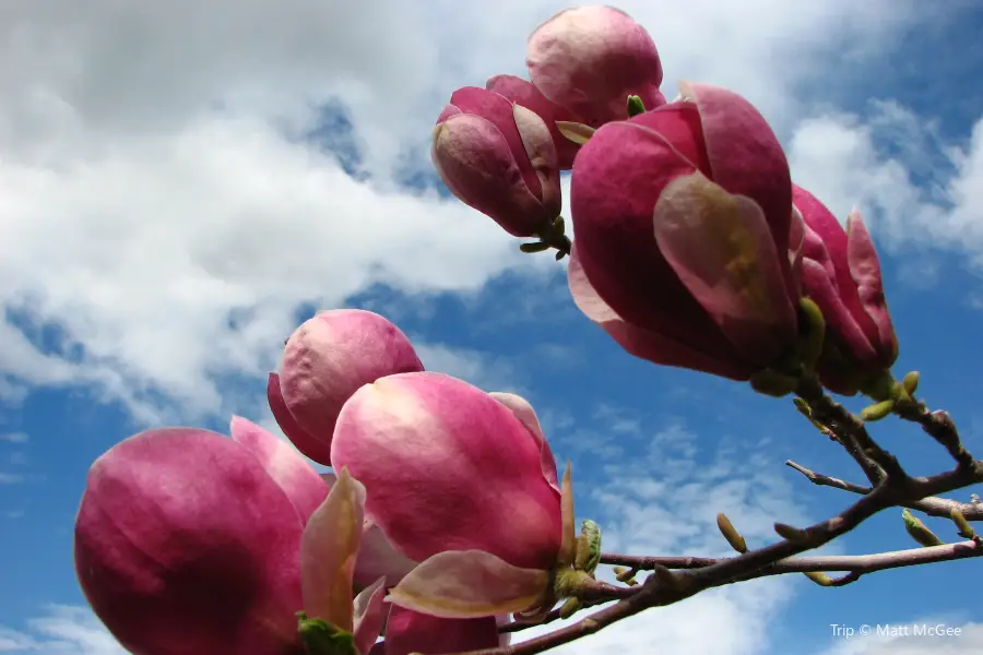 Magnolias of Aberdeen