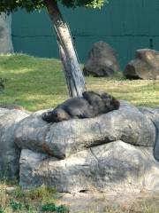 Zoológico Guadalajara