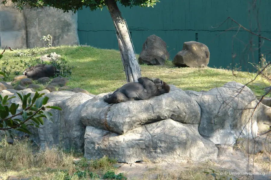 Zoológico Guadalajara