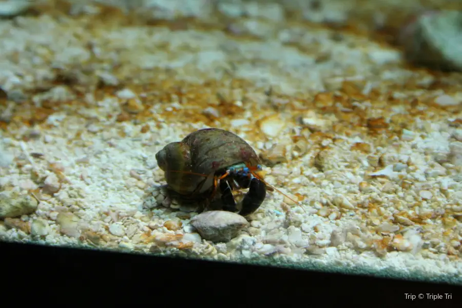 尼亞加拉水族館