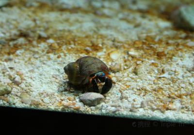 尼亞加拉水族館