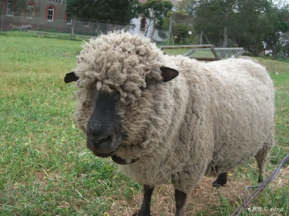 Các khách sạn gần Collingwood Children's Farm