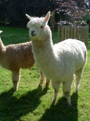 Heads Of Ayr Farm Park