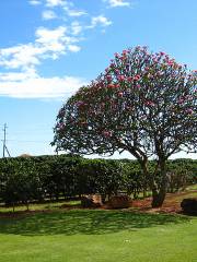 Kauai Coffee Company