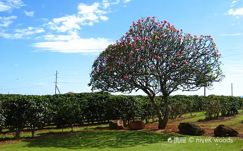 Kauai咖啡園