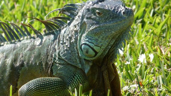 Reptile Gardens