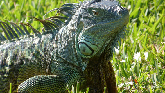 Reptile Gardens