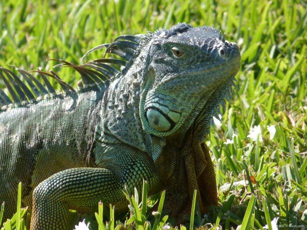 Reptile Gardens