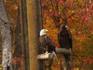 Ecomuseum Zoo