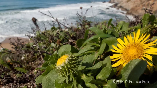 Pacifica State Beach